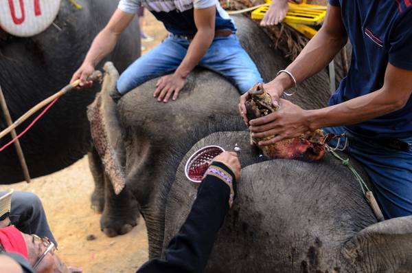 Các chú voi được các già làng chúc phúc, cúng sức khỏe bằng các đặt cơm thịt lên đầu, tưới rượu và máu để cầu phúc.