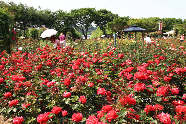 Lễ hội hoa hồng ở Seoul Grand Park Lễ hội hoa hồng ở Seoul Grand Park 