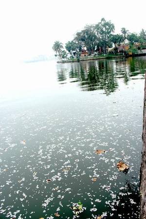 Những cánh hoa sưa trắng muốt phủ kín cả mặt hồ Tây - Ảnh: Nguyễn Phương Huệ
