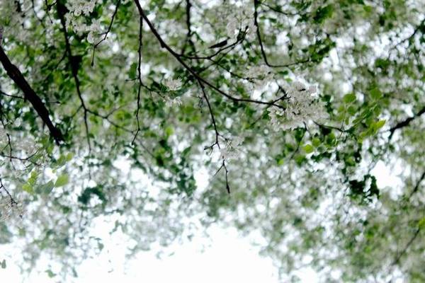 Hoa sưa trắng tinh, trắng đến nhuộm cả một khoảng trời - Ảnh: Nguyễn Phương Huệ