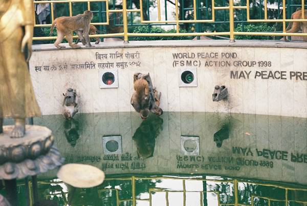 Tại Swayambunath ở trung tâm thủ đô Kathmandu của Nepal, khỉ được coi là linh vật. Ngôi đền này còn có tên là đền khỉ. Một chú khỉ đu người uống nước bên trong thánh tích này.