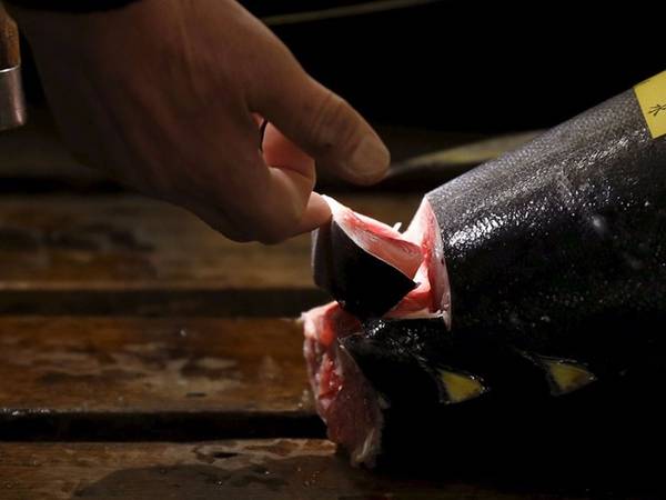 Người bán thường kiểm tra kỹ chất lượng của cá ngừ trước khi đem ra đấu giá. Cá ngừ vây xanh được xem là loại đắt nhất và thường được yêu thích nhất.