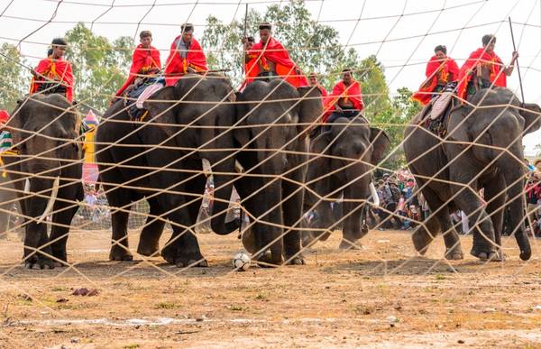 Ngày 13/3, 18 chú voi tham gia các các cuộc thi đá bóng, chạy đua và vượt sông. Trong hình, các "tuyển thủ voi" chuẩn bị sẵn sàng cho trận đấu bóng đá .