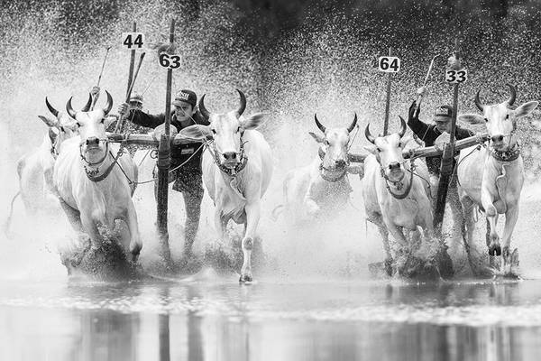 Lễ hội Đua bò của đồng bào Khmer ở Châu Đốc, An Giang. Ảnh: JetHuynh/Picfair.