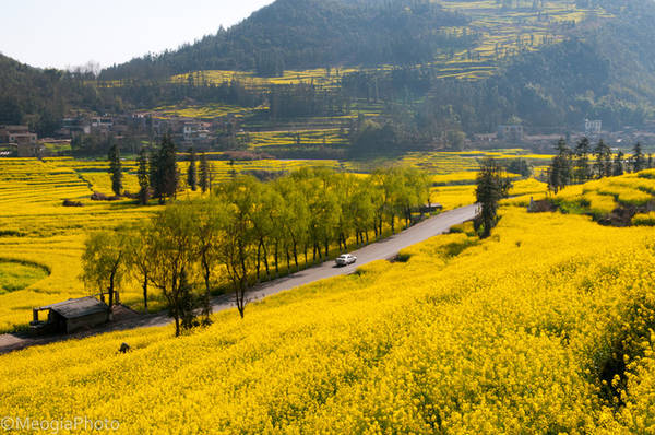 Cứ độ cuối tháng 2 đầu tháng 3 khi tiết trời vào giữa xuân cũng là lúc những cánh đồng bát ngát ở La Bình dát một màu vàng của hoa cải dầu. Ảnh: Mèo Già