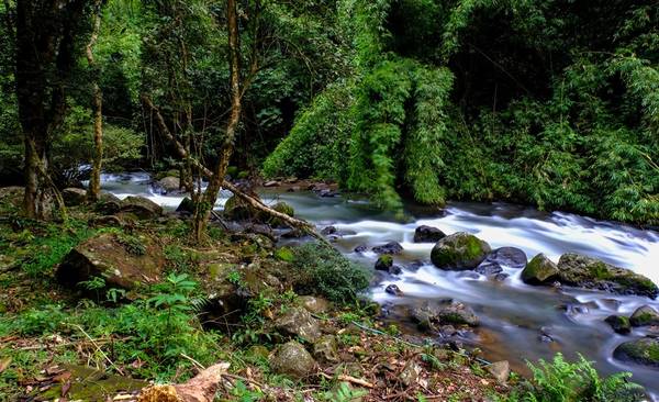 Dọc đường đi bộ từ thác Dasara lên thác Dambri có con suối rất đẹp, nước trong vắt và mát lạnh.