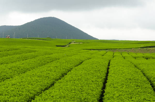 <strong>Bảo tàng trà xanh O’Sulloc:</strong> Bảo tàng trà xanh O’Sulloc là nơi bạn có thể tìm hiểu một cách đầy đủ nhất về văn hóa trà Hàn Quốc. Tới đây, ngoài việc tha hồ chụp ảnh bên cánh đồng trà trải dài bất tận, du khách còn được tìm hiểu cách hái trà cũng như các công đoạn chế biến ra món đồ uống được yêu thích này. Ảnh: Mike Williams