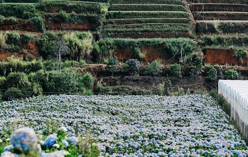 thong tin cac vuon hoa dep o da lat