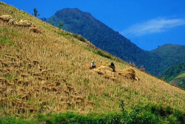 Hình ảnh người Mông trên những thửa ruộng bậc thang ở Chiềng Ân trong mùa gặt thu hoạch lúa.