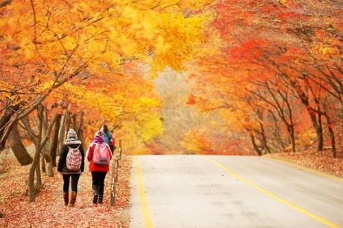 Con đường phủ đầy lá đỏ, vàng vào mùa thu ở núi Naejangsan. 
