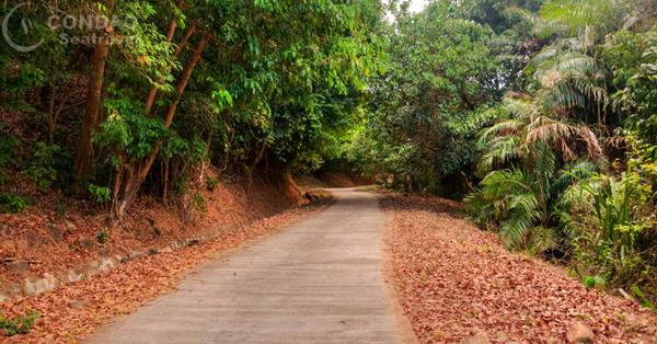 Con đường đi xuyên rừng quốc gia Côn Đảo đến bãi Ông Đụng. Ảnh: condaoseatravel.com