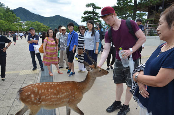 Hươu trên đảo Miyajima rất thân thiện với du khách