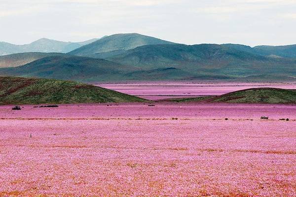 Sa mạc Atacama của Chile là một trong những vùng khô hạn nhất thế giới. Tuy nhiên, từ tháng 9 đến tháng 10 là mùa xuân của nam bán cầu. Khi đó, lượng mưa dồi dào, trên vùng sa mạc khô cằn nhất đột nhiên lại được bao phủ bởi cả một cánh đồng hoa dại.