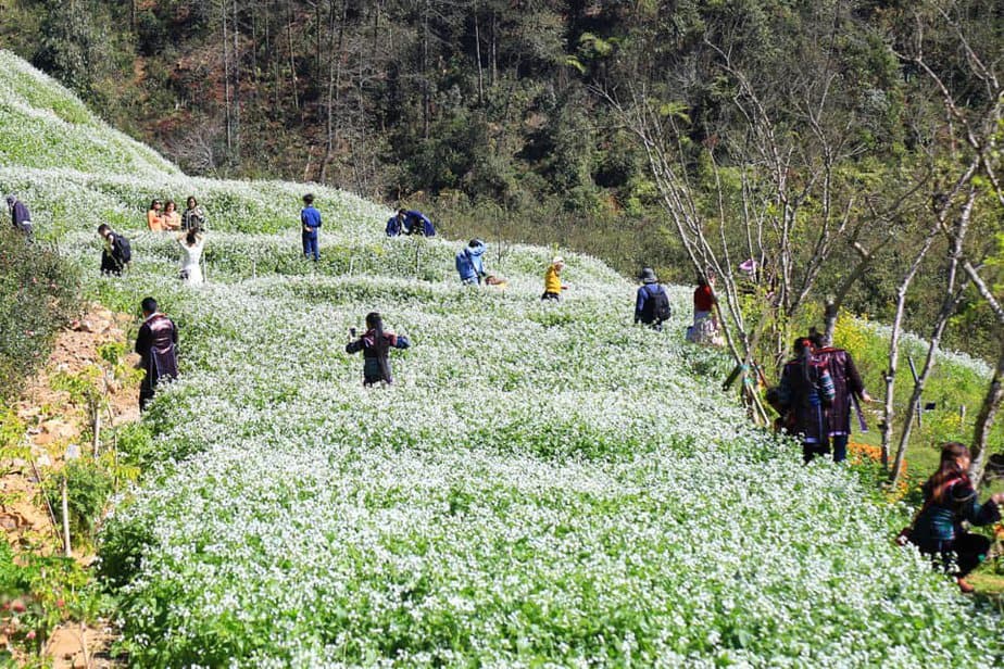 lac-buoc-than-tien-dong-suoi-hoa-cai-trang-dep-nhu-mo-o-sapa-8