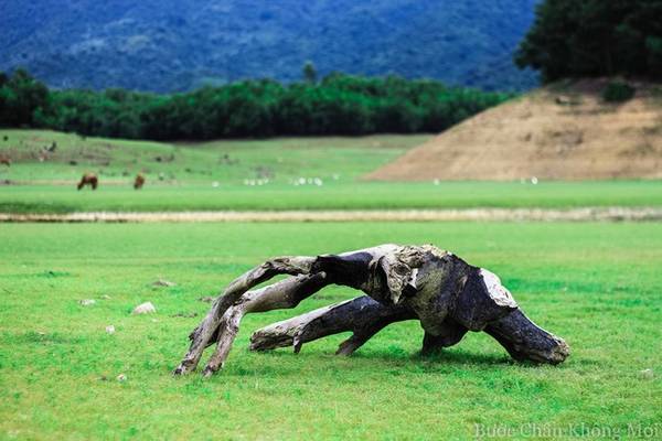Những cây gỗ nằm rải rác trên đồng cỏ xanh như một tác phẩm nghệ thuật sắp đặt.