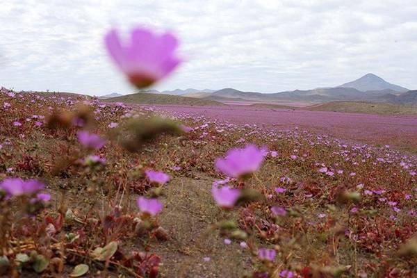 Đây không phải là sa mạc duy nhất biết mọc hoa. Trước đó sa mạc ở bang Utah của Mỹ cũng từng xảy ra hiện tượng như thế này.