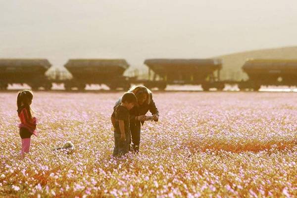 Sa mạc nở hoa​ là một hiện tượng thời tiết, khi lượng mưa đạt mức cao nhất, dòng nước chảy đến những hạt giống đang trong trạng thái ngủ dưới mặt đất, ép những hạt này nảy mầm và nở hoa tưng bừng vào mùa xuân. Mùa hoa nở năm nay ở sa mạc Atacama có liên quan đến cơn bão Patricia.