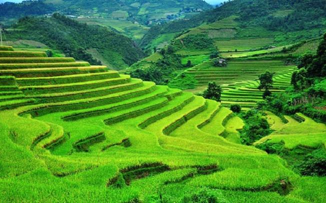 Image result for Ruá»ng báº­c thang Sapa