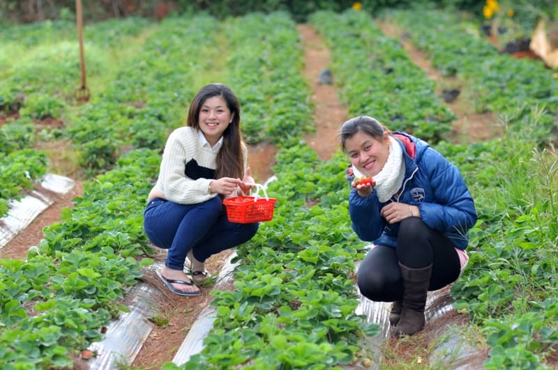 dia chi nhung vuon dau tay da lat uy tin