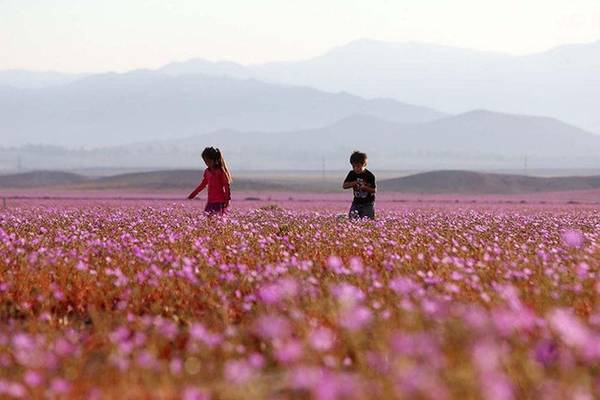 Theo người phụ trách Cục du lịch quốc gia Atacama Daniel Diaz, họ cũng kinh ngạc khi thấy hoa nở hai lần trong một năm tại sa mạc Atacama. Đây là điều chưa từng xảy ra trong lịch sử Chile. 