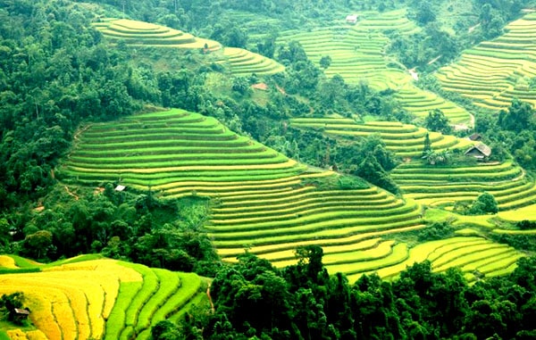 Image result for Ruá»ng báº­c thang Sapa