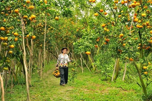 Cũng như hoa mai, quýt hồng Lai Vung cũng trổ trái rộ nhất vào những ngày giáp Tết. Ảnh: dailytravelvietnam.com