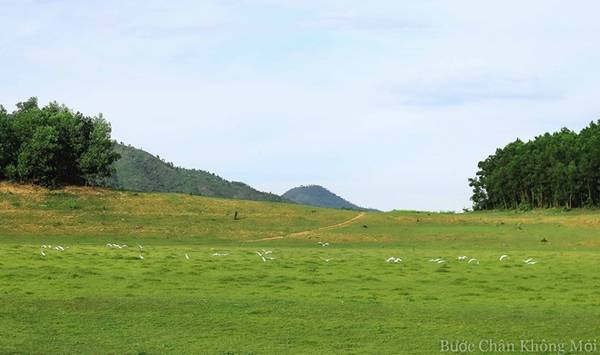Đàn cò trắng tung cánh bay đi tìm chỗ kiếm ăn mới trên những đồi cỏ xanh bạt ngàn.