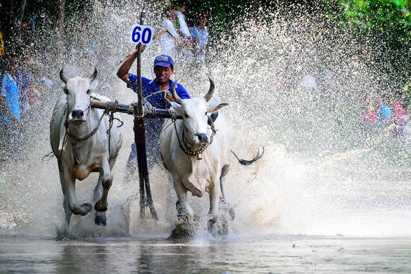 Lễ hội đua bò Bảy Núi An Giang. Ảnh: Quang Thoại