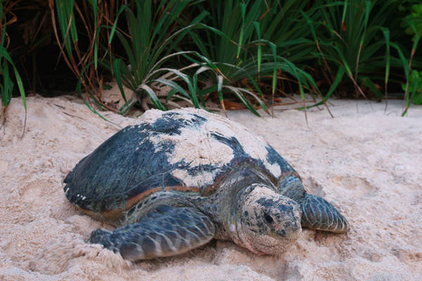 Côn Đảo là nơi lý tưởng để quan sát loài rùa đẻ trứng. Ảnh: Exoticvoyages