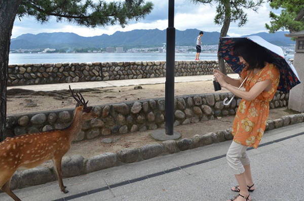 Một du khách Nhật Bản tranh thủ chụp hình hươu trên đảo Miyajima