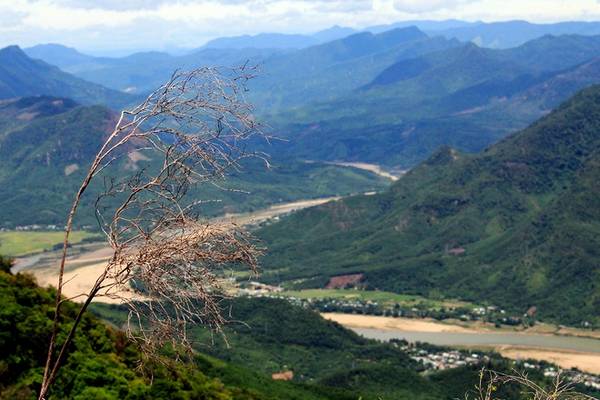 Có nhiều “kỳ hoa dị thảo” nhưng lạ nhất vẫn là loài hoa đỏ rực một mảng rừng với nụ, cánh, đài và nhụy giống phượng vĩ, lá giống móng bò và mọc thành bụi cao ngang người mà người dân ở đây gọi là hoa máu rừng.