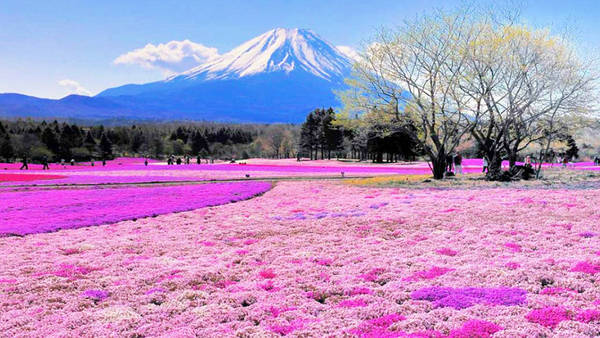 Với màu sắc ấm cúng, đồi hoa shibazakura làm bớt đi phần nào cái lạnh lẽo của tuyết trắng ở Nhật Bản. Ảnh: thebeautyoftravel.com