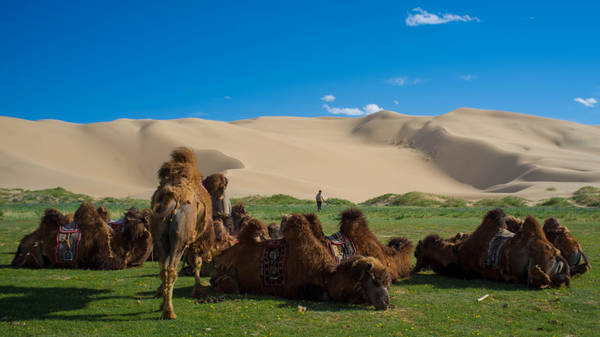 Khác với những suy tưởng thông thường, sa mạc Gobi chứa đựng vô số cảnh sắc kỳ ảo và phong phú với những vùng đồng bằng tươi tốt xen lẫn các rặng núi và những cồn cát trải dài. Ảnh: en.wikipedia.org