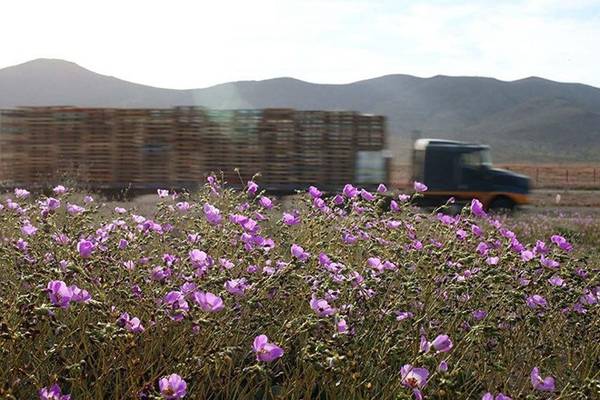 Có khoảng 200 loài hoa tồn tại ở sa mạc Atacama. 