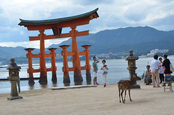 Một con hươu trước cổng Torii, chiếc cổng nổi khổng lồ của ngôi đền linh thiêng Itsukushima