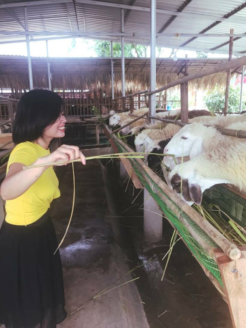 Mini Farm - Nông trại của những chú cừu xinh xắn cực yêu ở Vũng Tàu