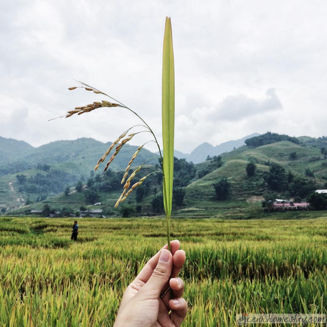 Top 20 + homestay in Northwest Vietnam with the beutiful view