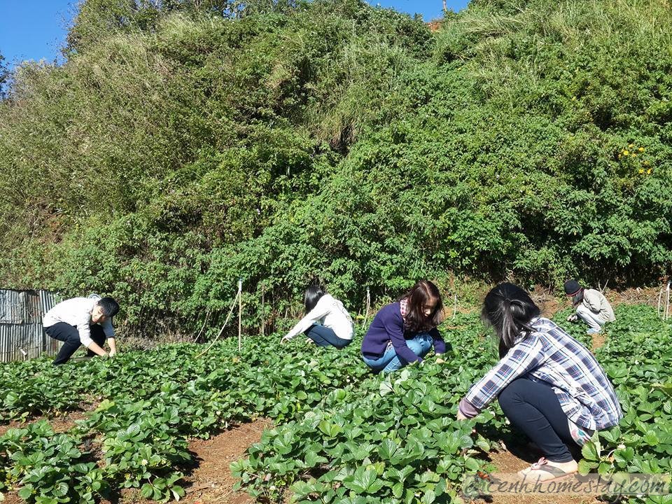 Ngó Dâu homestay Đà Lạt