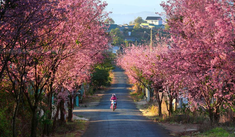 di-ngay-keo-lo-6-dia-diem-san-mai-anh-dao-da-lat-chuan-hon-ca-google-17