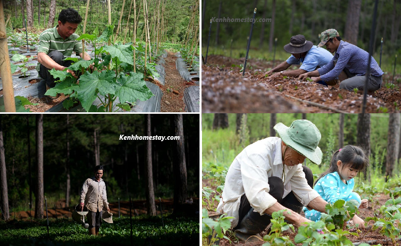 Andante Farm & Lodge – Homestay lọt thỏm giữa rừng thông bình yên Đà Lạt