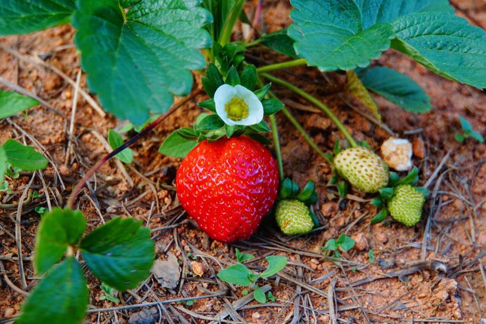 Trải nghiệm “sống chậm” với Dalat Discovery Farmstay & Campsite