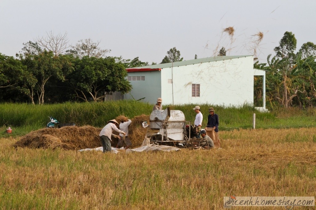 Homestay Nguyen Shack Cần Thơ, Đồng Bằng Sông Cửu Long