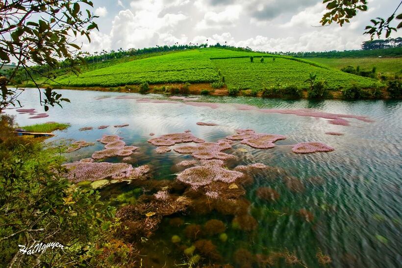 Hồ tảo hồng B''lao ở Bảo Lộc: Kinh nghiệm tham quan chụp ảnh đẹp mê hồn