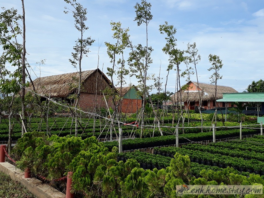 Homestay Ngôi nhà Hoa Ếch-homestay Sa Đéc Đồng Tháp