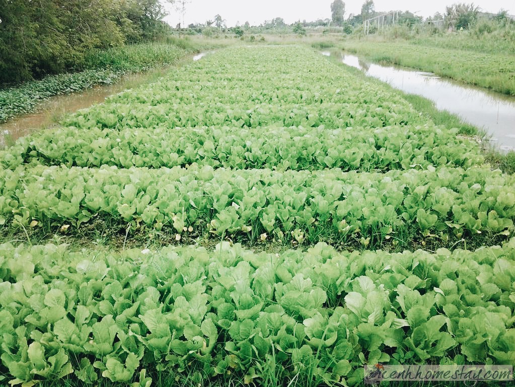 Homestay Green Village Cái Răng Cần Thơ