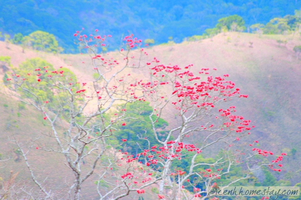 30 Trải nghiệm khó quên trên cung trekking Tà Năng Phan Dũng