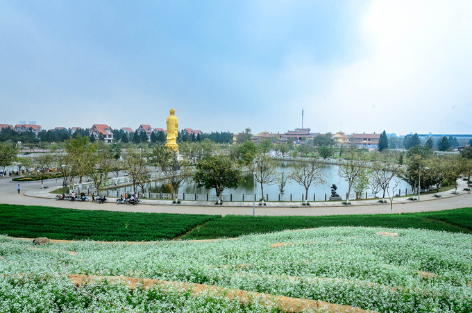 Ruộng hoa bậc thang ''gây sốt'' ở Hà Nội