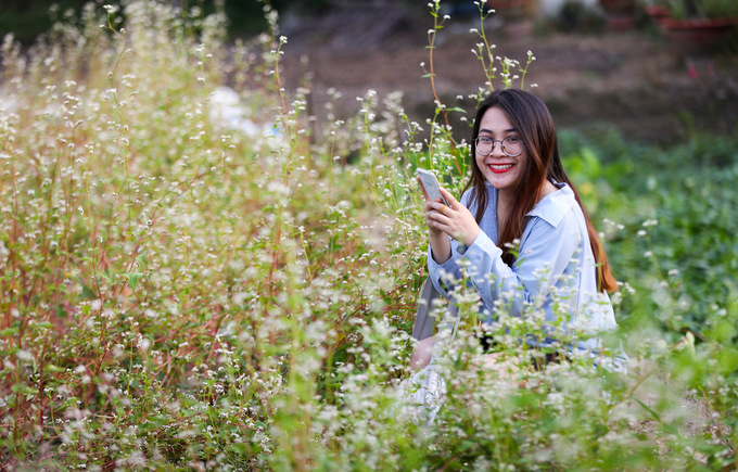 Vườn hoa tam giác mạch khoe sắc ở ngoại thành Sài Gòn