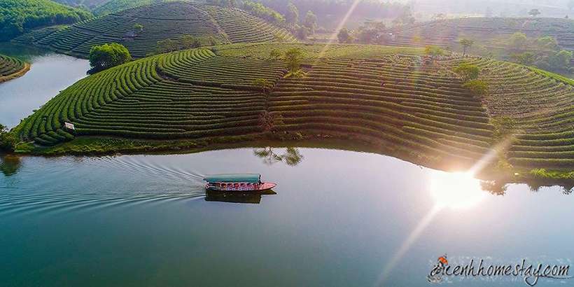 Đồi chè Thanh Chương - ốc đảo xanh ngọc đẹp như tranh họa đồ của Nghệ An