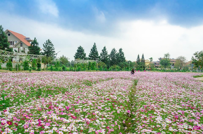 Ruộng hoa bậc thang ''gây sốt'' ở Hà Nội